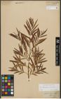 Foto von Salix triandra L. x Salix viminalis L.